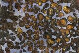 Polished Sericho Pallasite Meteorite ( g) Slice - Kenya #305725-1